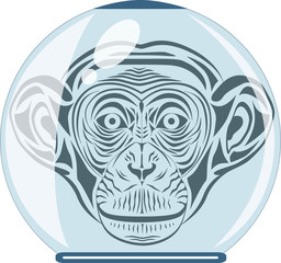 chimpanzee