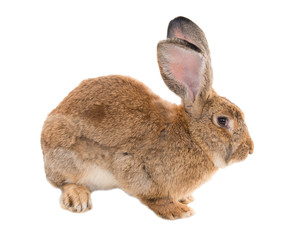 Breeding adult rabbits 