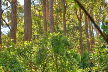 Australian tropical forest