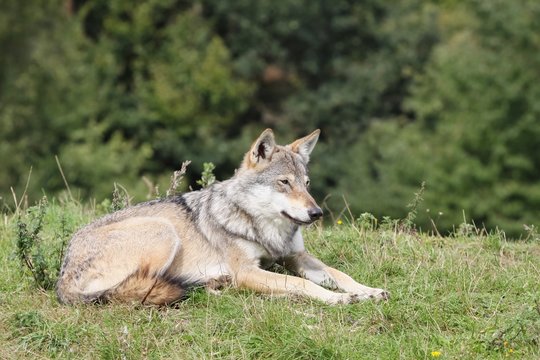 Wolf in the nature