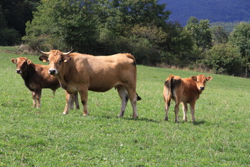 vaches auvergnates