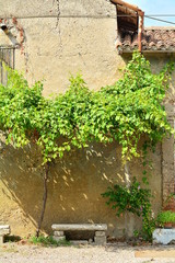 Fototapeta na wymiar The old house and the vineyard