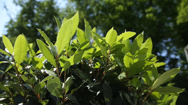 Laurel (Laurus nobilis) tree. Natural summer background with foliage at sunlight.