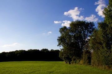 Obraz premium Baum vor blauem Himmel