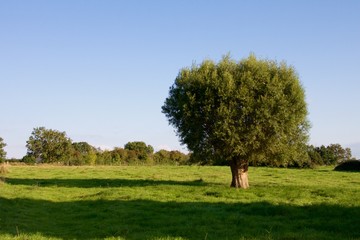 Baum vor blauem Himmel