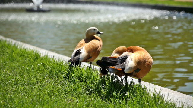 The ruddy shelducks (Tadorna ferruginea) stay on the bank of a pond. Sunny summer morning.
