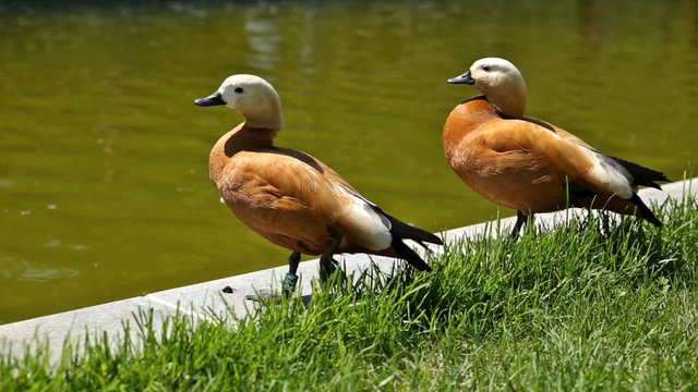 The ruddy shelducks (Tadorna ferruginea) stay on the bank of a pond. Sunny summer morning.