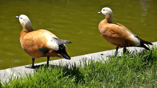 The ruddy shelducks (Tadorna ferruginea) stay on the bank of a pond. Sunny summer morning.