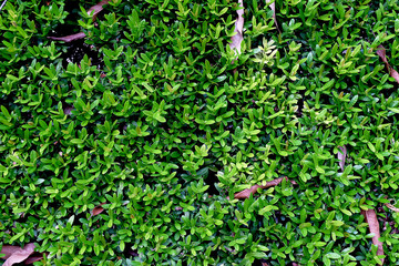 Grasses used as background