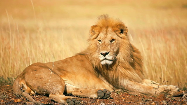 Male lion lying in the grass at sunset in Masai Mara, Kenya
