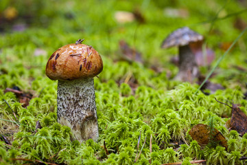 orange-cap boletus and Boletus in the forest