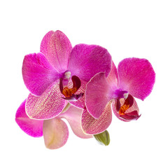 blooming branch of violet orchid with leaves, phalaenopsis is is
