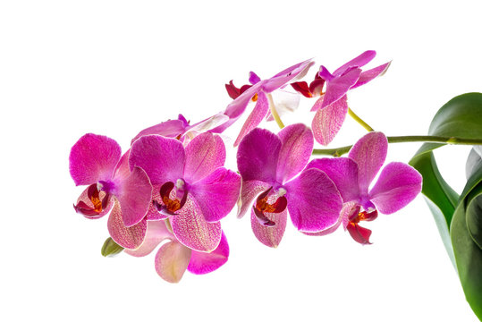 blooming branch of violet orchid with leaves, phalaenopsis is is