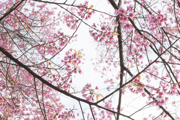 Wild Himalayan Cherry