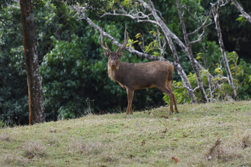 cerf à l'île maurice