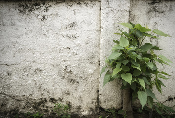 Naklejka premium wall background photography