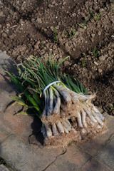 spring onions onions typical of Catalonia, Spain