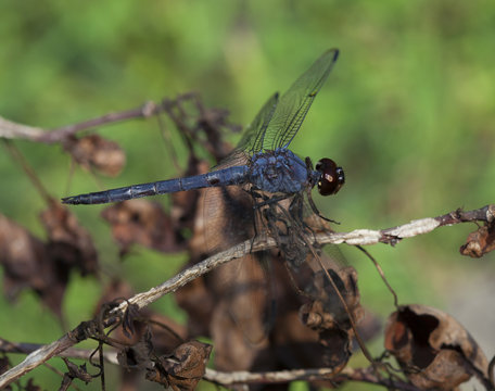 Blue Bug