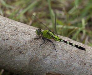 Beautiful dragonfly