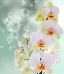 Naklejka na ściany i meble Orchid flowers on abstract background