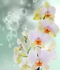 Orchid flowers on abstract background