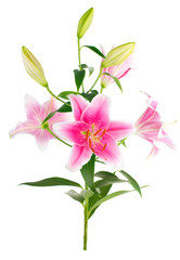 Naklejka na ściany i meble Bouquet graceful oriental lilies. isolated. A series of photos.