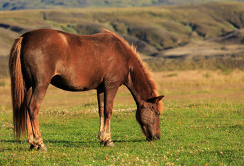 Icelandic horse in a meadow with mountains in the background.