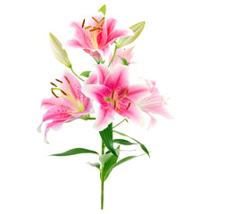 Fototapeta na wymiar Bouquet graceful oriental lilies. isolated. A series of photos.