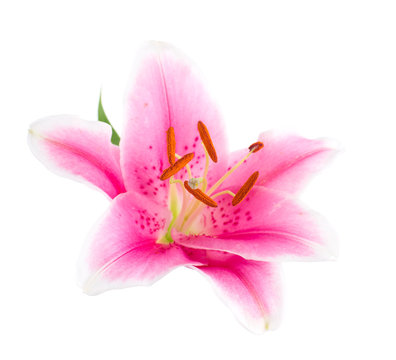 Fototapeta Bouquet graceful oriental lilies. isolated. A series of photos.