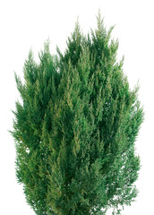Juniperus chinensis Stricta - obrazy, fototapety, plakaty