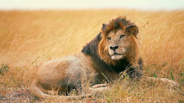Male lion looking around in a windy day in Masai Mara, Kenya
