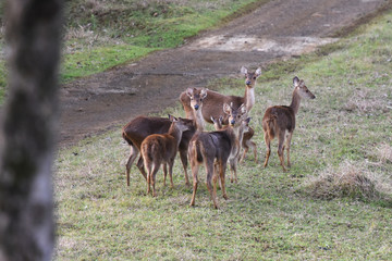 cerf à l'île maurice