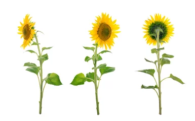 Rolgordijnen Zonnebloem geïsoleerd. Een serie afbeeldingen van zonnebloemen. © yevgeniy11