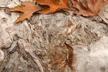 Leaf