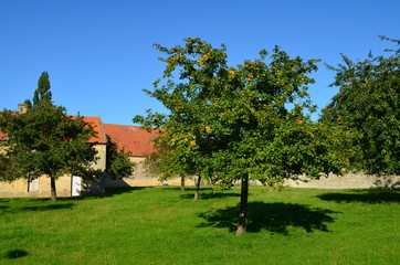 Verger avec des pommiers (Basse-Normandie) 