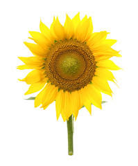 Sunflower isolated. A series of images of sunflowers.