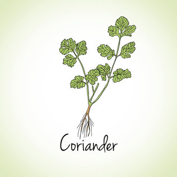 Coriander Herbs and Spices.