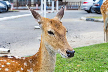 Close up of female Spotted Deer