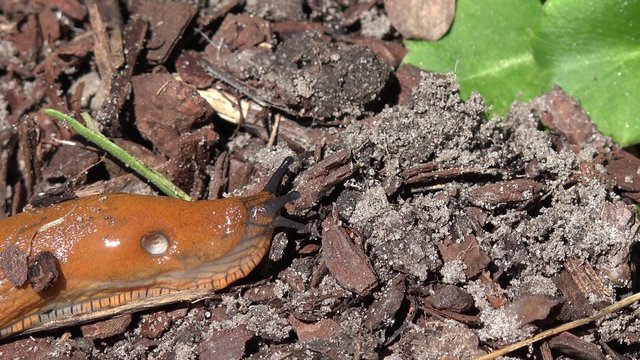 Wegschnecke im Garten