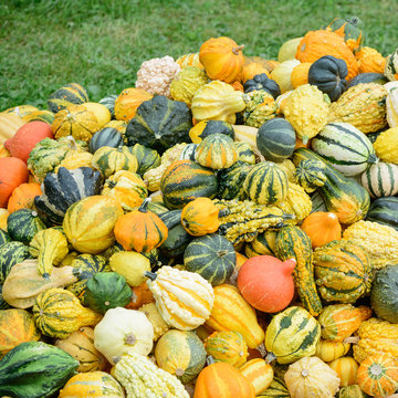 Verschiedene K&uuml;rbisse auf einer Wiese