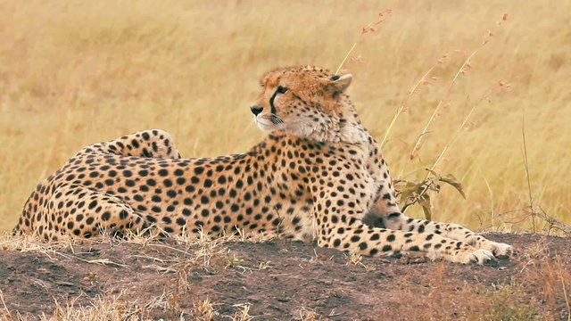 Male cheetah sitting in grass and looking for its pray in Masai Mara, Kenya
