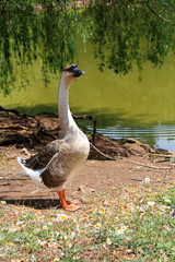 Chinese goose