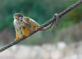 Selbstklebende Fototapete Affe Totenkopfäffchen sitzt auf einem Seil