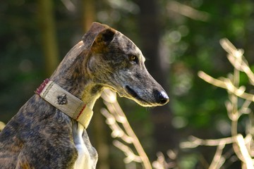 Galgo