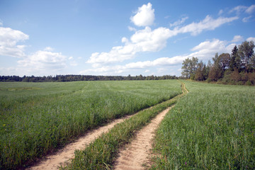 Beautiful rustic landscape with ground road runs through a green field  on sunny summer day