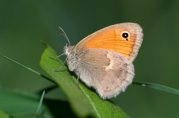 Small heath butterfly (Coenonympha pamphilus), Nymphalidae
