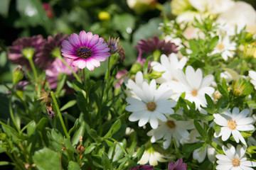 Chrysanthemum Flower (Kasımpatı)