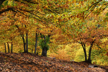 Llegada de la estación del otoño a los castaños del Genal