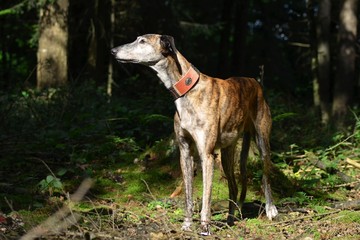 Galgo Espanol