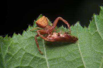 View of the Soca river (Isonzo) near Bovec, Slovenia
